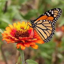 Monarch Butterfly Sanctuary Flower Garden Seed Mat 17x5 Attracting Monarchs