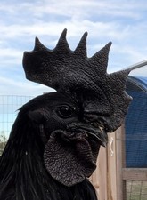 Ayam Cemani Hatching Eggs 6 from TBHFarm