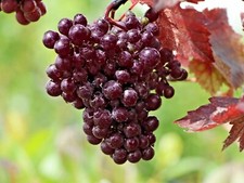 15 PURPLE LEAF GRAPE SEEDS - Vitis vinifera 'Purpurea'