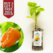 Aji Mango - Fruity Chilli Pepper Plug Plant - Letterbox Friendly - UK Grown