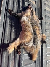 BADGER FUR PELT WITH FEET AND CLAWS RAW GREEN TAXIDERMY LOG CABIN HAT DECOR