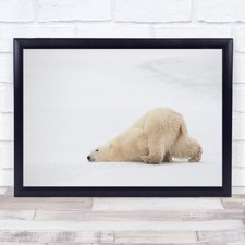 Schiebebär Eisbier Kanada Tierwelt Wild Natur Tier kalter Schnee Kunstdruck