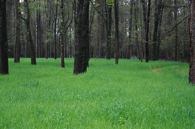 Buck Forage Oats Food Plot Seeds - 10 Lbs.