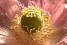 PAPAVER S0MNIFERUM GIANT POPPY 4000 SEEDS - EASY GROW - VIABLE BRITISH GIGANTIUM