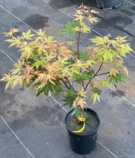 Acer palmatum 'Aka shigitatsu sawa' (Aka shigitatsu sawa Japanese Maple)