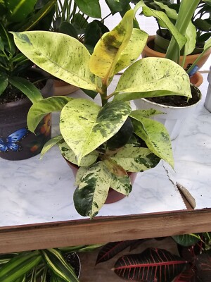 6 pot-Ficus Shivereana Moonshine Variegated indoor out door- Get similar to pic