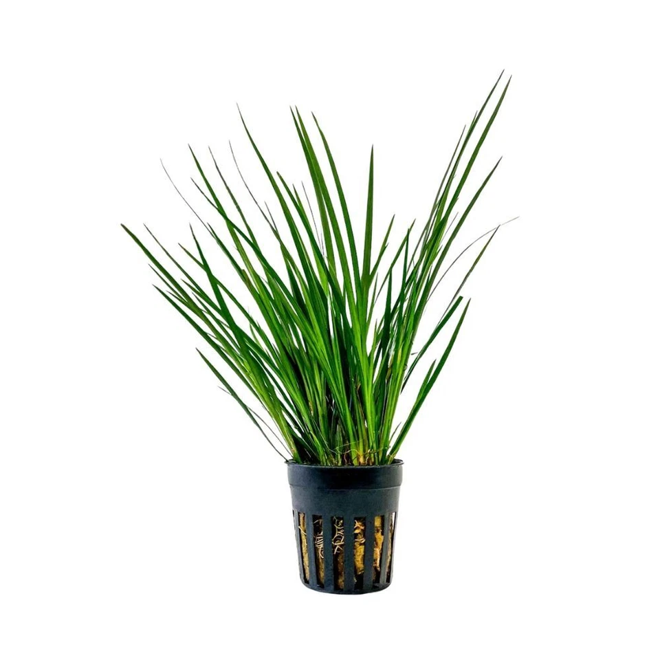 Terrarium Pflanze Acorus gramineus Paludarium Regenwald Pflanzen AquaOne Nr.401T