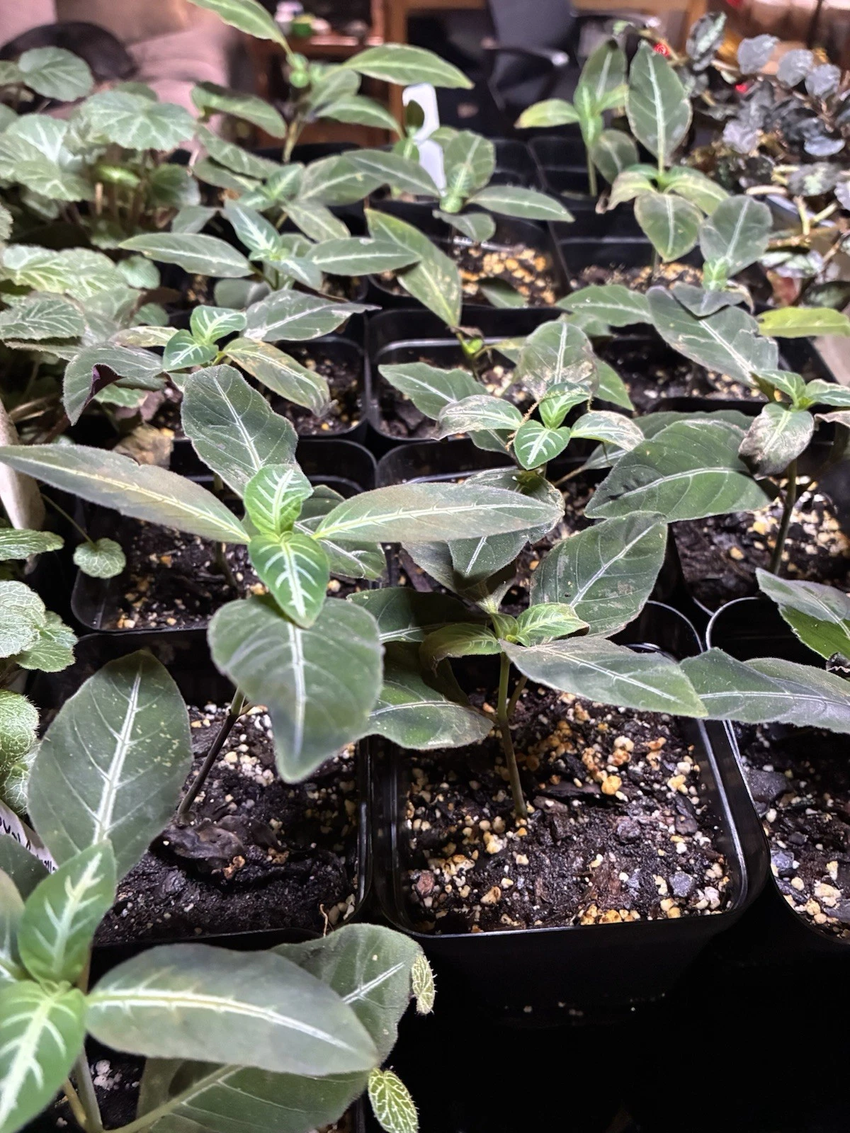 Ruellia Makoyana