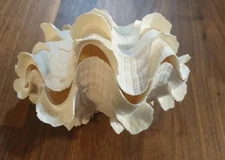 giant tridacna squamosa matched pair Clam Shells Seashells Ruffles 6.5"