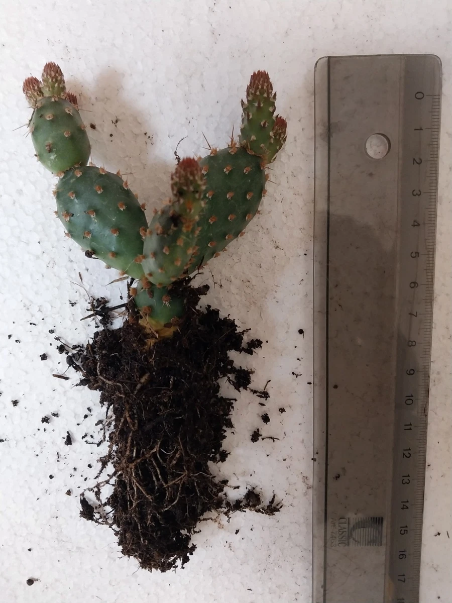Pflanzen, Bume & Strucher fr trockenes Klima Feigenkaktus Kakteen &  Sukkulenten online kaufen | eBay.de