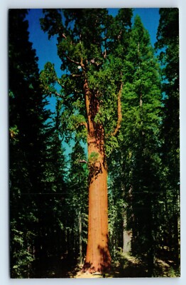 General Sherman Tree in Sequoia National Park California Postcard
