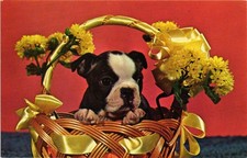 Dr Jim Stamps Boston Terrier Postcard With Flowers Basket Dog Puppy Collectible