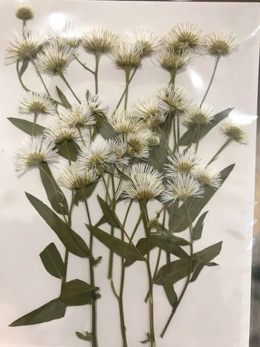 Dried Pressed Flowers Natural Epoxy Resin Candle Nail Art Scrapbooking Craft AU - Picture 191 of 210
