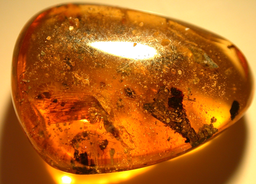 Beautiful Cretaceous Planthopper in Burmese Burmite Amber Fossil Dinosaur Age - Picture 12 of 13