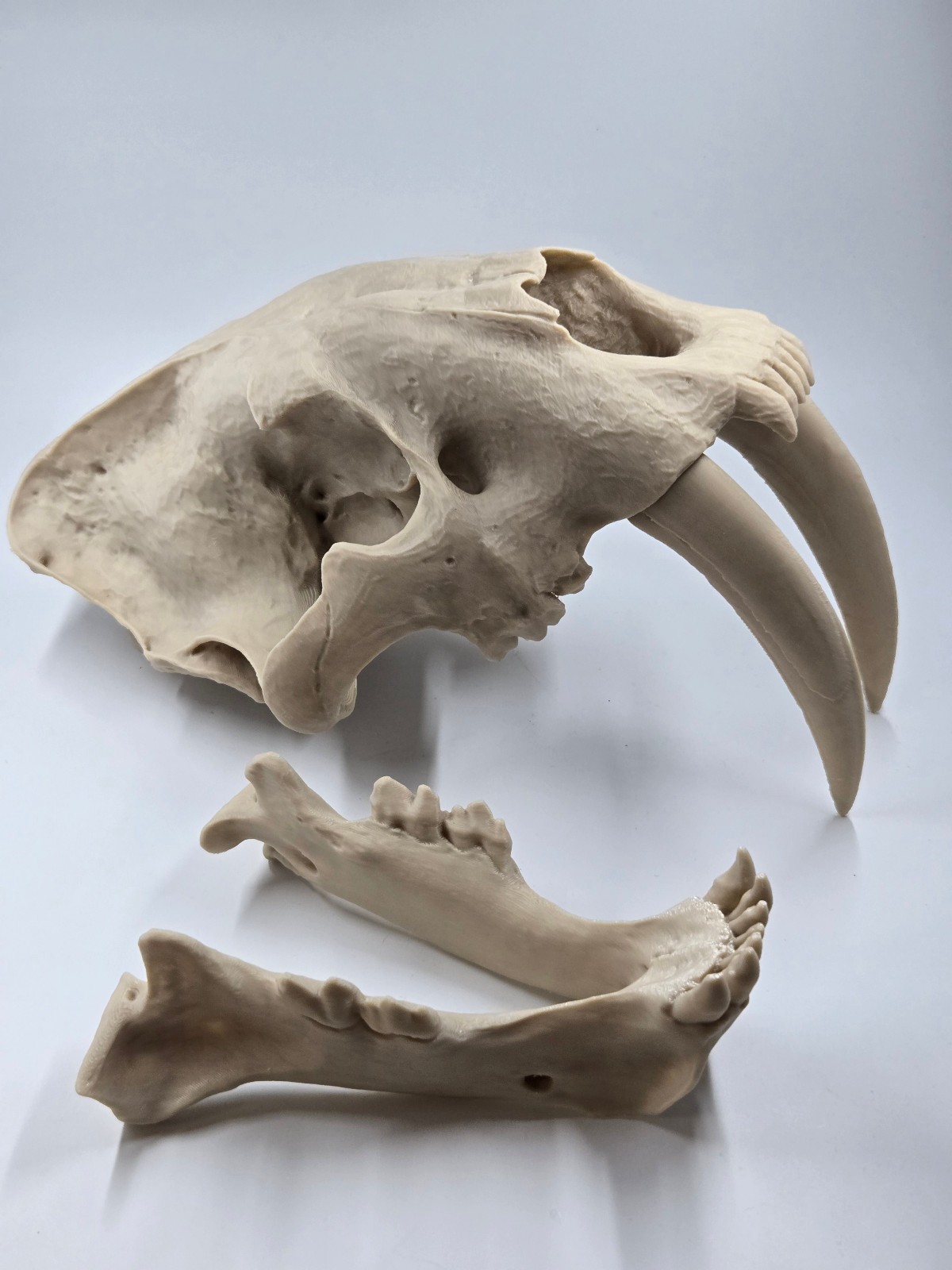 Saber-tooth Tiger Skull Exact Replica, Full Size, Smilodon fatalis