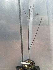 Hana Chiro Sato 1g, Japanese Maple