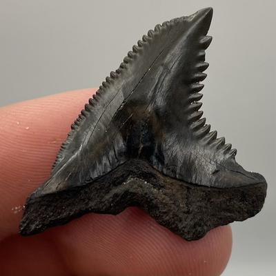 #ad Snaggletooth Shark Tooth Fossil 1.49” Peace River Florida Authentic Fossil Tooth $27.99