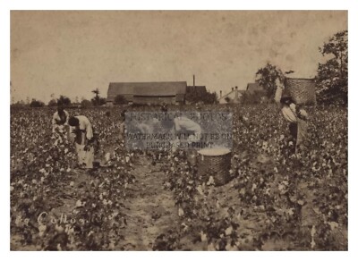 FORMER AFRICAN AMERICAN BLACK SLAVES PICKING COTTON CIRCA 1880s 5X7 PHOTO
