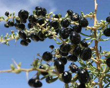Rare Live Black Goji Berry (Lycium ruthenicum) Plant - Black