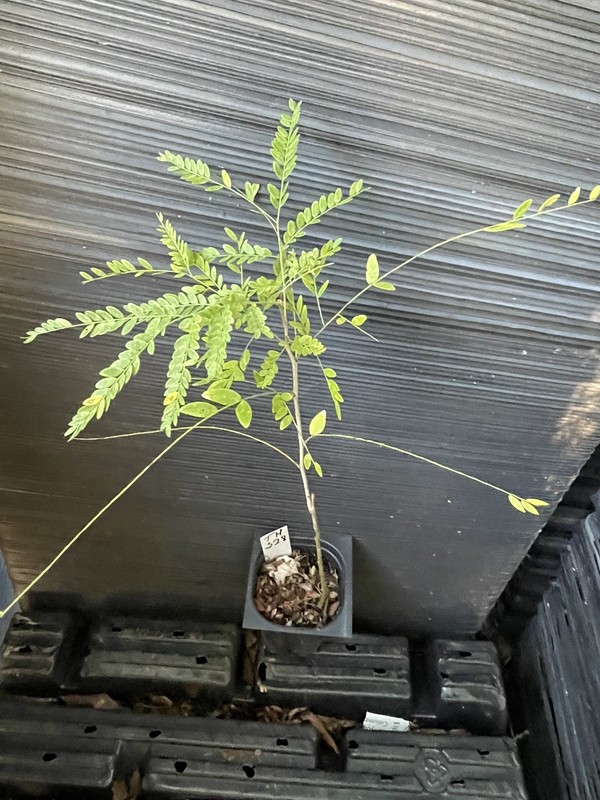 Thornless Honeylocust