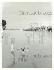 1956 Press Photo Seagull 'Twitty' flapping his wings. - afa47521