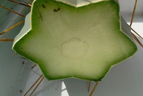 Bolivian Torch cactus cutting 30cm - Picture 5 of 7