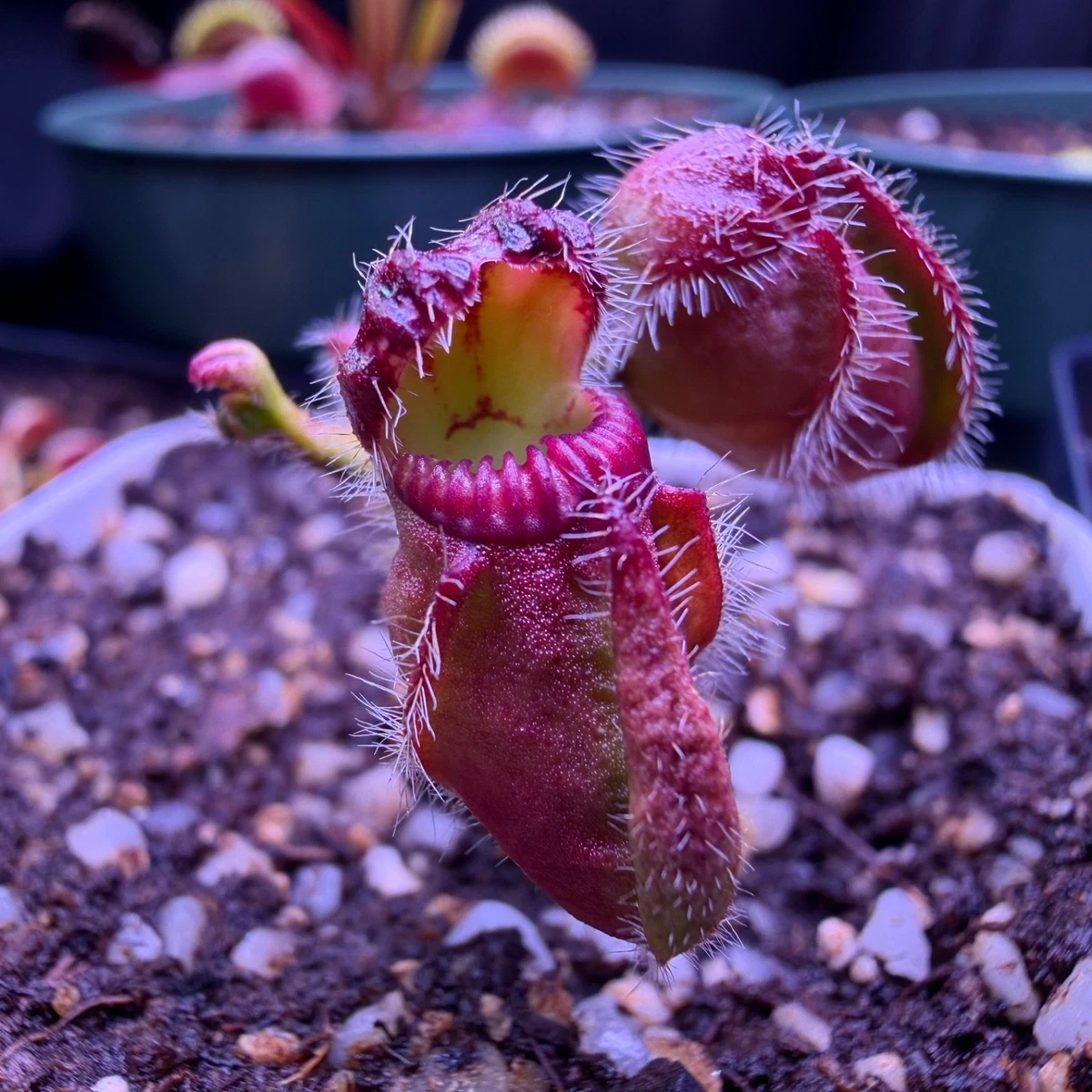 Pitcher Plant Cephalotus Carnivorous Plants for sale | eBay