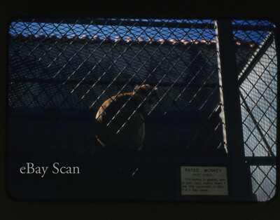 Vtg Kodachrome Red Border Slide Patas Monkey Zoo Original 35mm 1950s Animal Cage