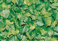 GREEN LEAF LEAVES FOILAGE FOLLAGE STICKY BACK PLASTIC SELF ADHESIVE VINYL FILM