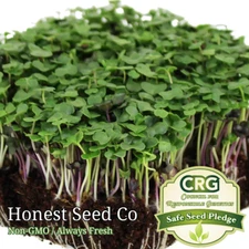 Basic Salad Mix Microgreen Seeds | Non-GMO | Fresh BULK Garden Seeds USA