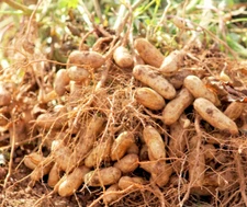 113G Jumbo Bailey Virginia Peanut Seeds For Planting Top 113g Pea Nut Seed 2025