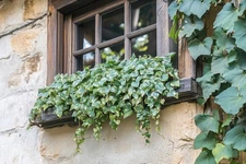 Live Needlepoint Ivy Plant / Hedera helix - [Pint Pot]