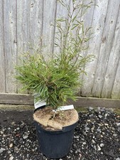 Dwarf European Beech - Fagus sylvatica 'Mercedes' 40/60cm Tall 10L