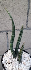 Sansevieria Fisheri Spiralis Plant 10H Houseplant Succulent Unique Form
