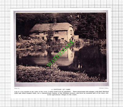 Lake Hamlet Amesbury - 20er Jahre Steckling
