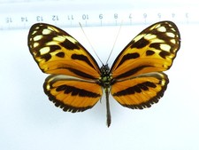 ENTOMOLOGY, BUTTERFLY: HELICONIUS HECALE FELIX MALE PERU
