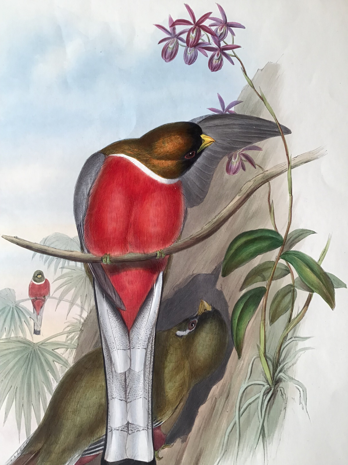 Antique hand-colored bird print of Elegant Trogans by john Gould