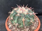 ECHINOCACTUS TEXENSIS CACTUS PIANTE GRASSE AGAVE SUCCULENTE 25