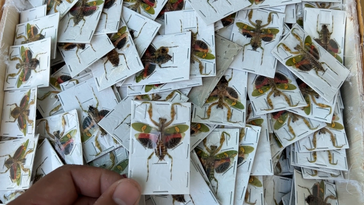 4pcs Taxidermy Praying Mantis Real Insect Bugs Entomology