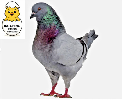 2 FERTILE FRESH SILVER KING PIGEON HATCHING EGGS QUICK USPS 3 DAY PRIORITY MAIL