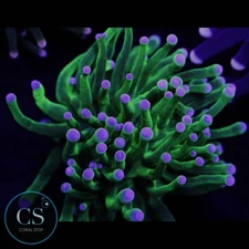 CS Cotton Candy Torch - WYSIWYG LIVE CORAL