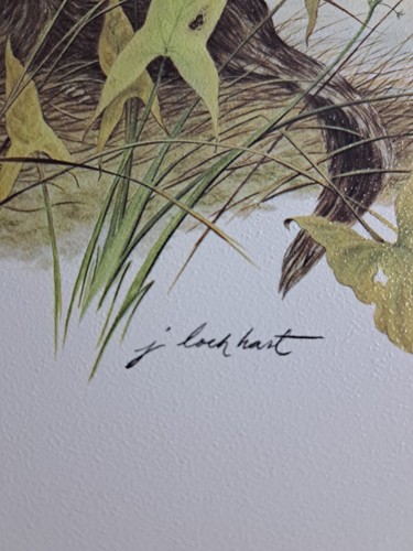 Nutria impresa 11x8 por James Lockhart sin marco vida silvestre - Imagen 3 de 3