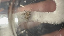 Jumping Spider - Attulus sylvestris