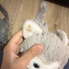 Kid Connection Gray & White Plush Stuffed Dog with Blue Leash Small 6-14 in — photo 8