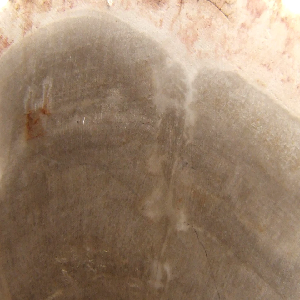 Fossil Petrified Wood Slice Madagascar Polished 5cm x 3.5cm 17g - Image 4 of 4