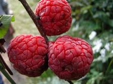 8 cuttings of Che Seedless fruit tree, dormant, no roots, no leaves