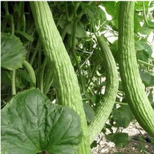 Armenian Light Green Cucumber seeds 30 Seeds. Heirloom Organic Free S/H