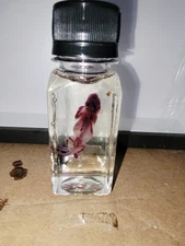 Taxidermy DIAPHANIZED Pinky  ODDITIES FREAK SHOW SKELETON