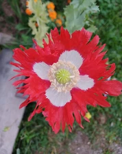 1,000 Heirloom Danish Flag Poppy Seeds! P. Somniferum  - Red and White Blooms!