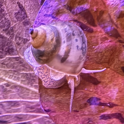 #ad 🪄Striped Wizard Snails–Rare Healthy Active Freshwater Algae Eaters 51 Free🪄 $40.00